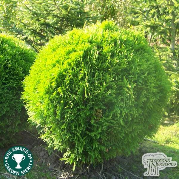 Buy Thuja occidentalis 'Danica' online from Jacksons Nurseries